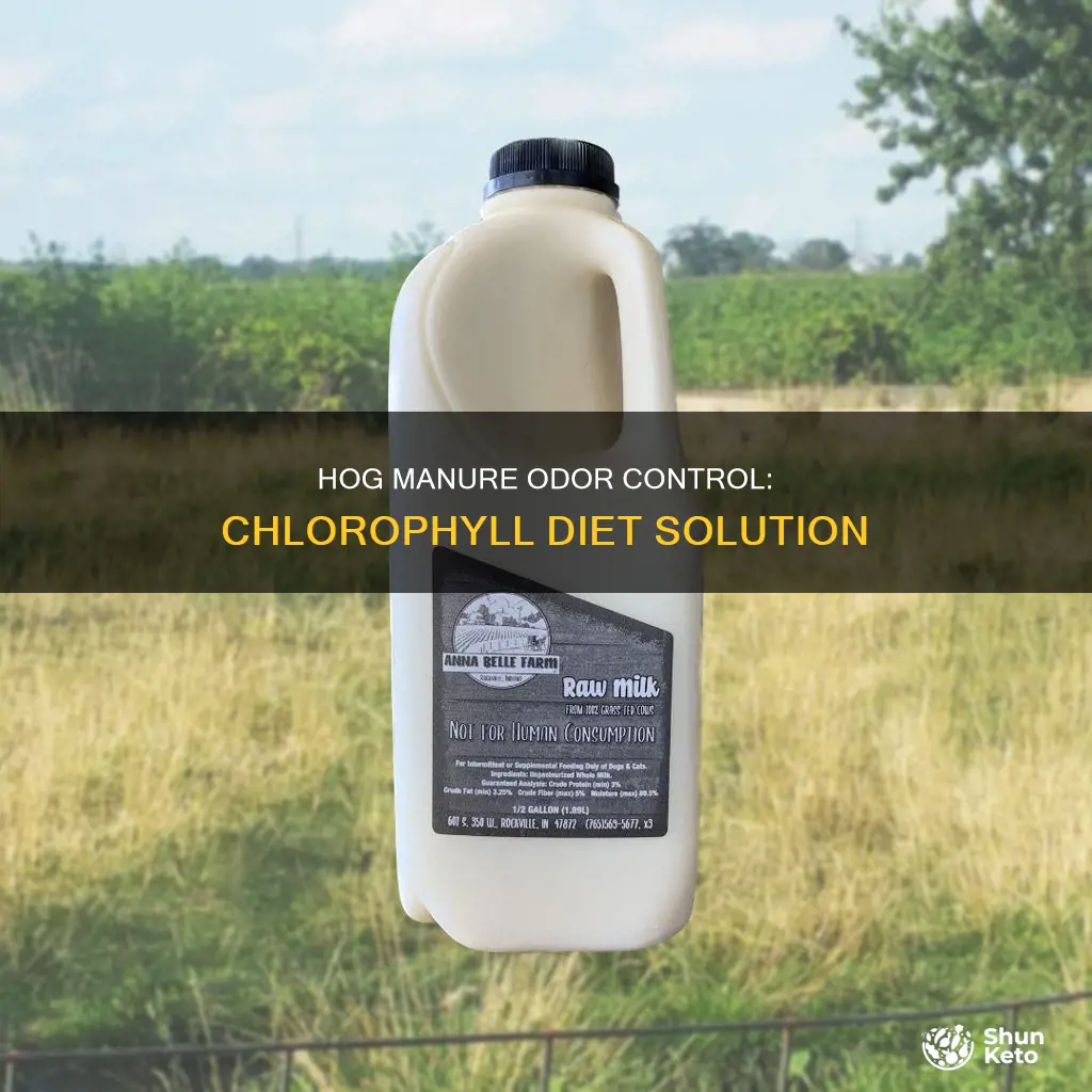 does chlorophyll in hogs diet help control odor in manure