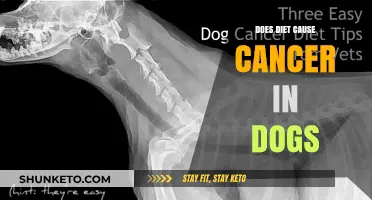 Cancer in Dogs: The Diet Connection