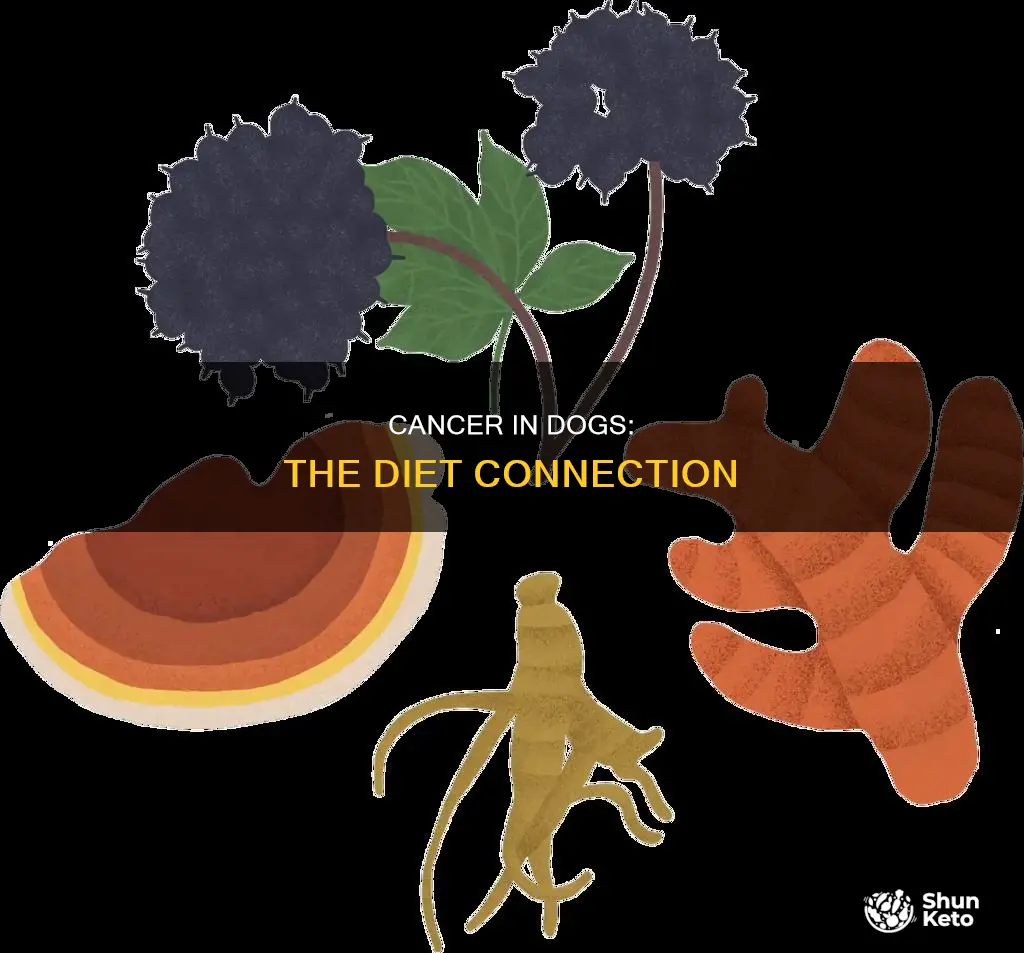 does diet cause cancer in dogs