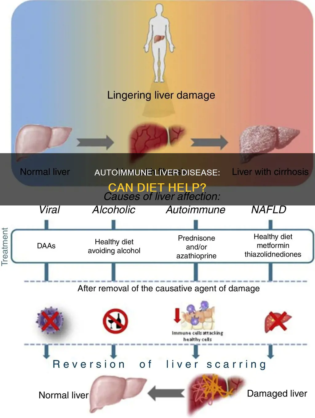 does diet have any positive effect on autoimmun liver disease