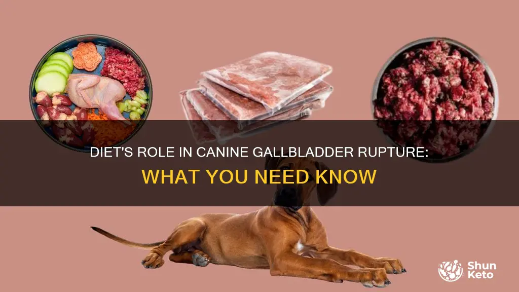 does diet play a role in dogs gallbladder to rupture