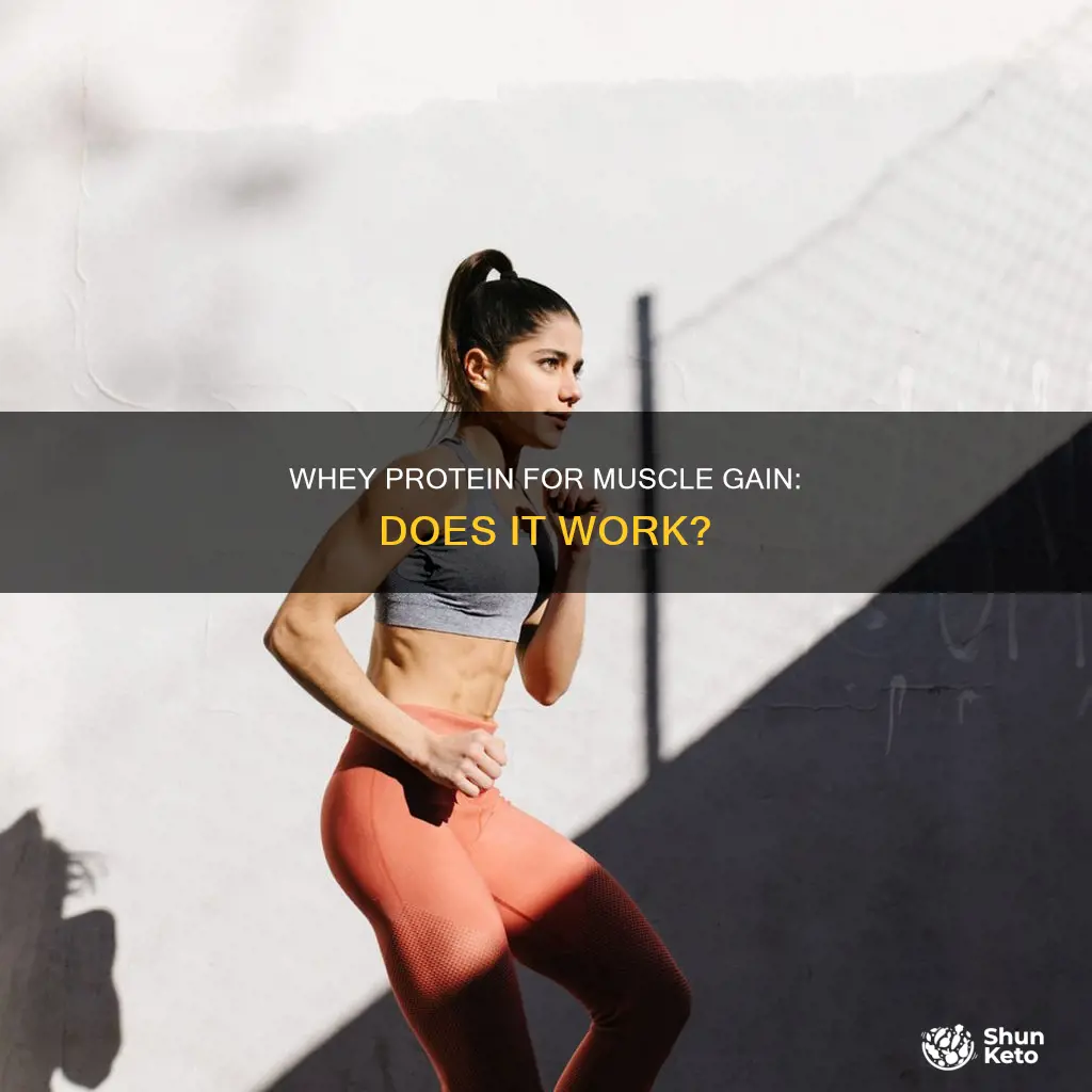 does diet whey protein help build muscle