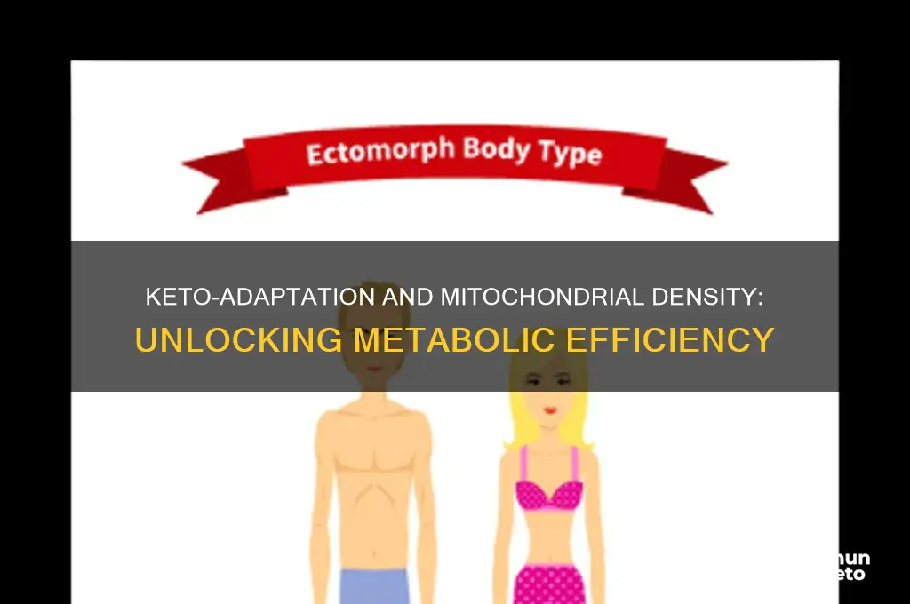 does keto-adaptation increase mitochondrial density