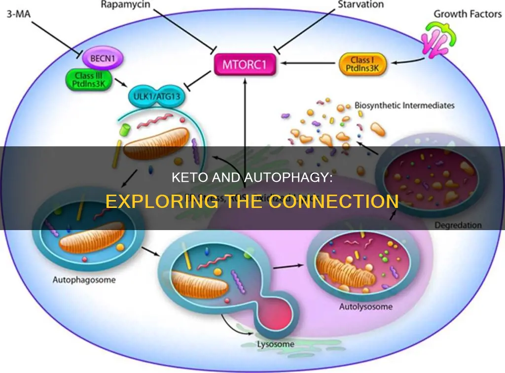 does keto cause autophagy