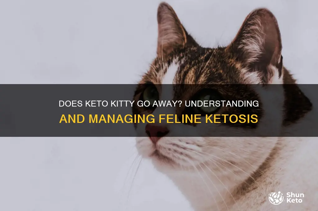 does keto kitty go away
