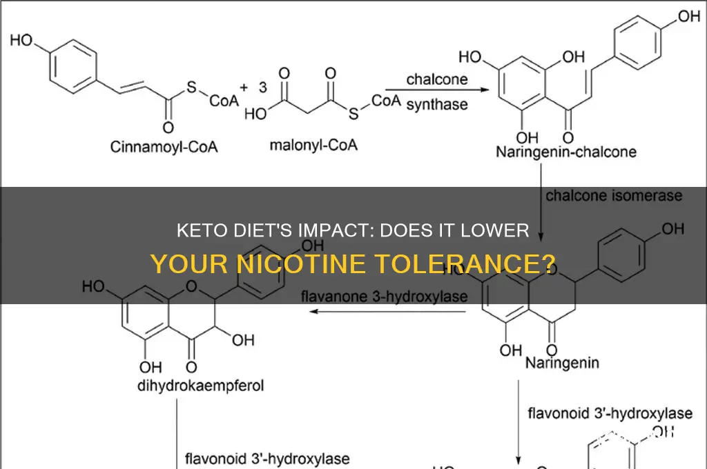 does keto lower your nicotine tolerance