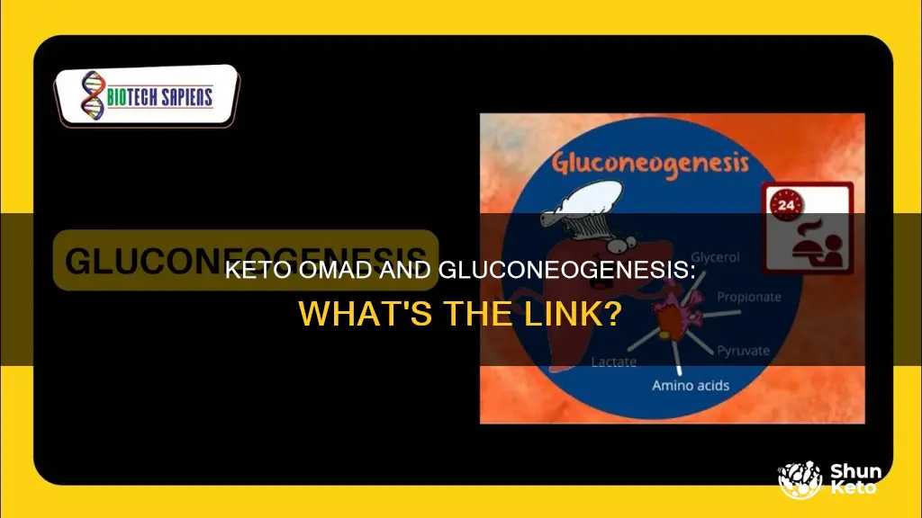 does keto omad cause gluconeogenesis