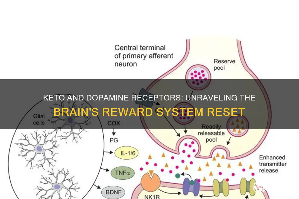 does keto reset dopamine receptors