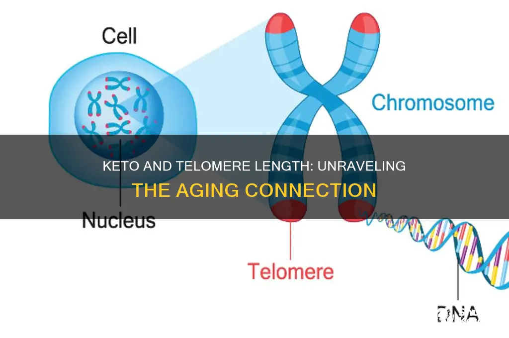 does keto shorten telomeres