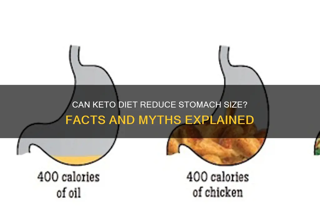 does keto shrink your stomach