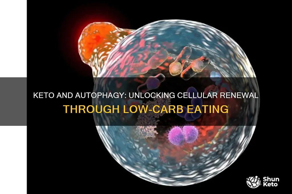 does keto trigger autophagy
