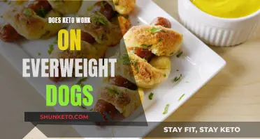 Keto for Overweight Dogs: Does it Work?