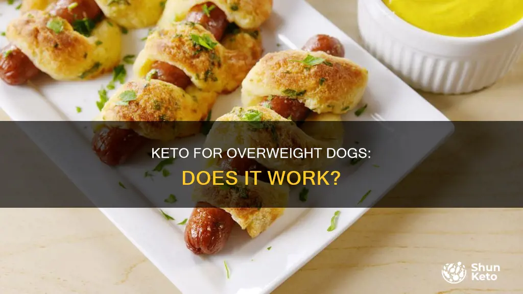 does keto work on everweight dogs