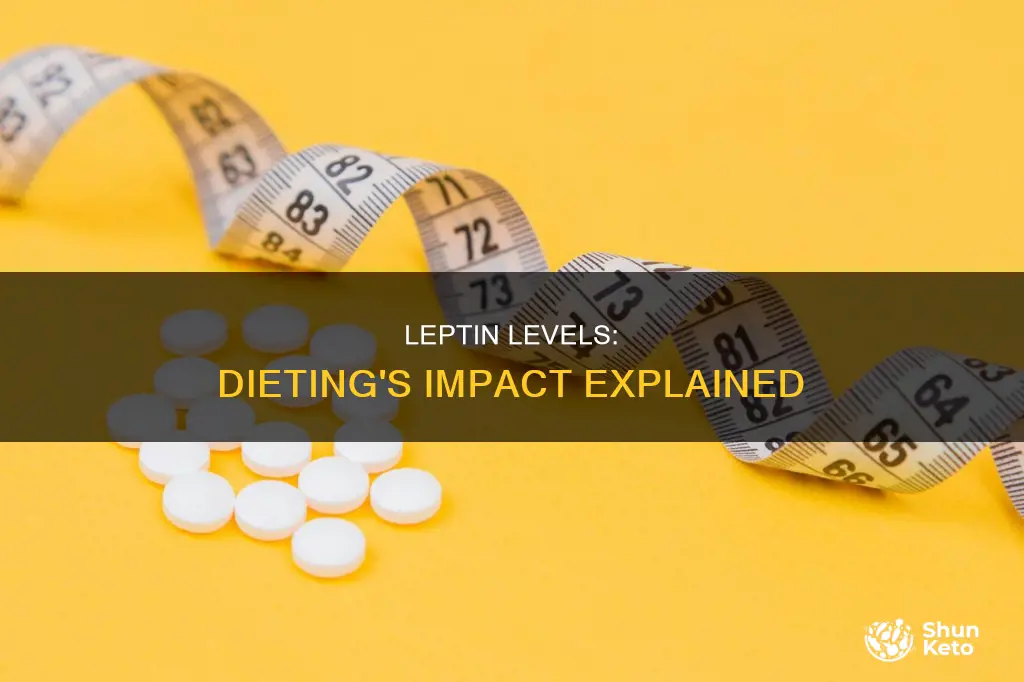 does leptin increase or decrease on a diet