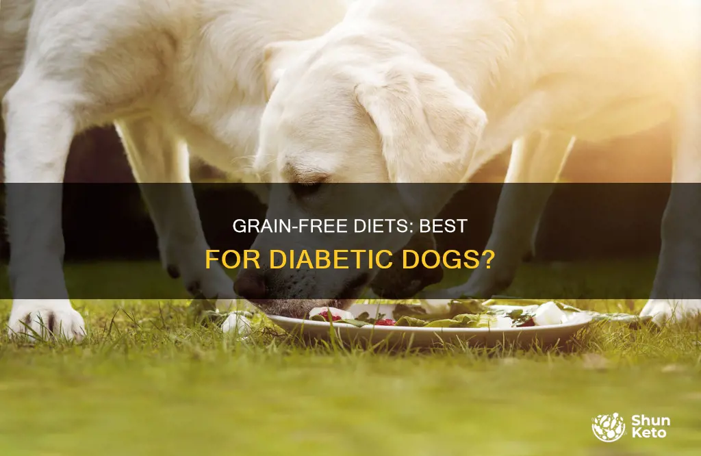 does my diabetic dog need grain in his diet