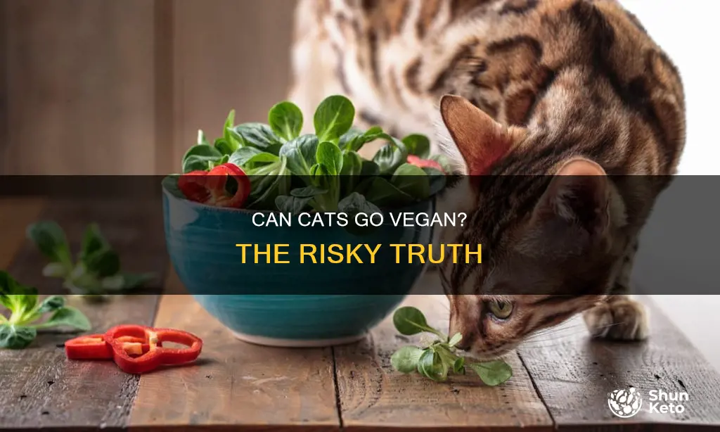 have people tried to feed cats vegan diets