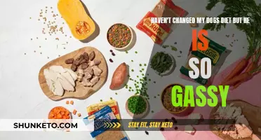 Dog Diet Mystery: Gassy but No Diet Change