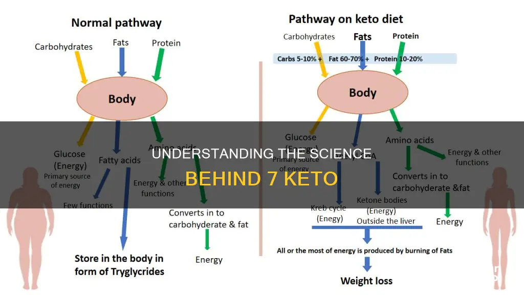 how 7 keto works