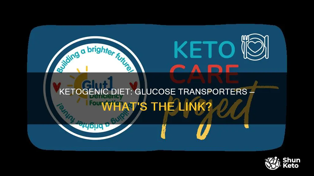 how are glucose transporters influenced by the ketogenic diet
