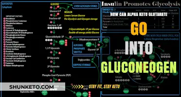 Alpha Keto Glutarate's Role in Gluconeogenesis: A Metabolic Pathway Explained