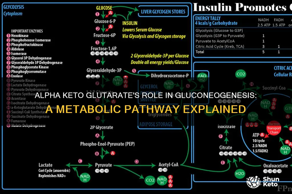 how can alpha keto glutarate go into gluconeogenesis