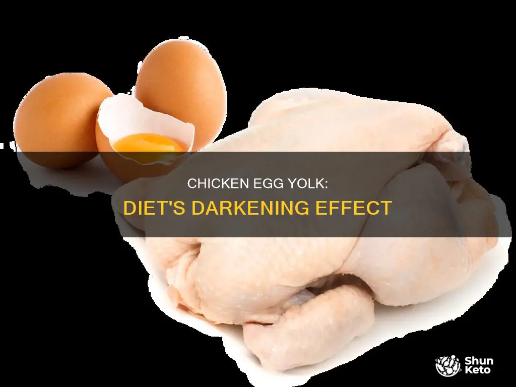 how diet makes chicken egg yolk darker