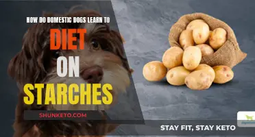 Starchy Diets: How Dogs Learn to Digest Carbohydrates