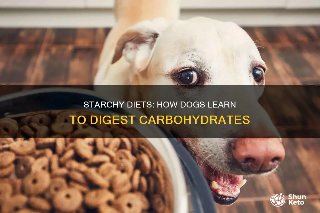how do domestic dogs learn to diet on starches