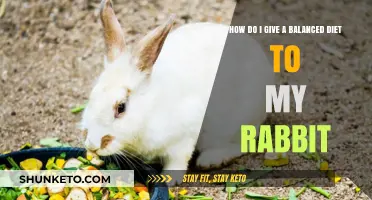 Feeding Your Rabbit: A Balanced Diet Guide