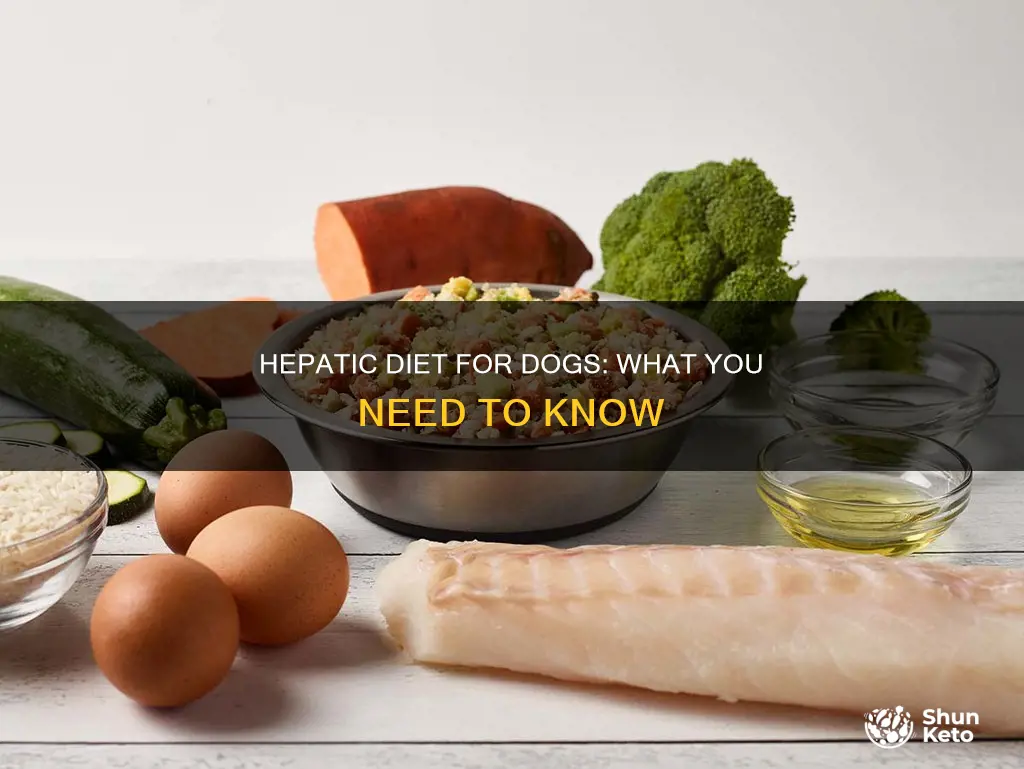 how do i make a hepatic diet for dogs