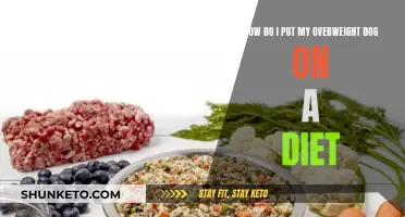 Strategies for Putting Your Overweight Dog on a Diet