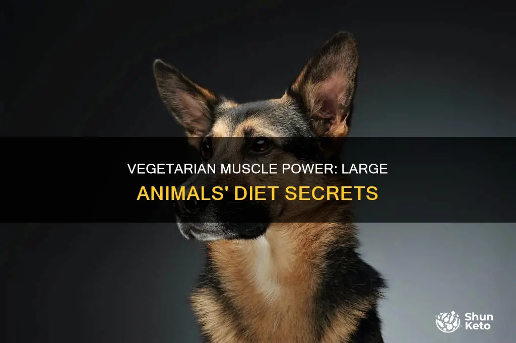 how do large animals maintrain muscle mass with vegetarian diets