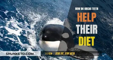 Orcas' Teeth: Dietary Adaptations