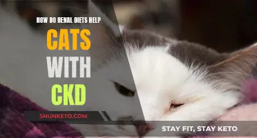 Renal Diets: Helping Cats Manage CKD