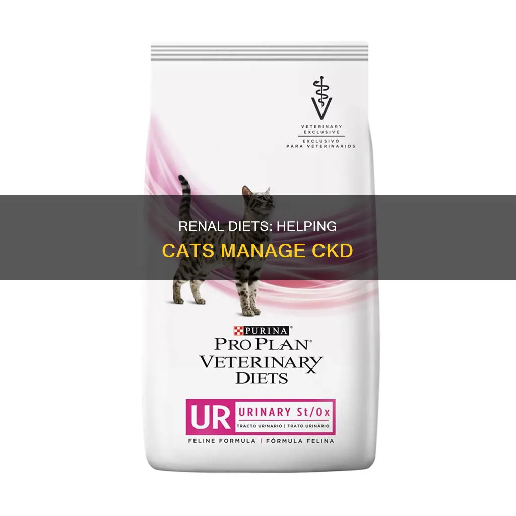 how do renal diets help cats with ckd