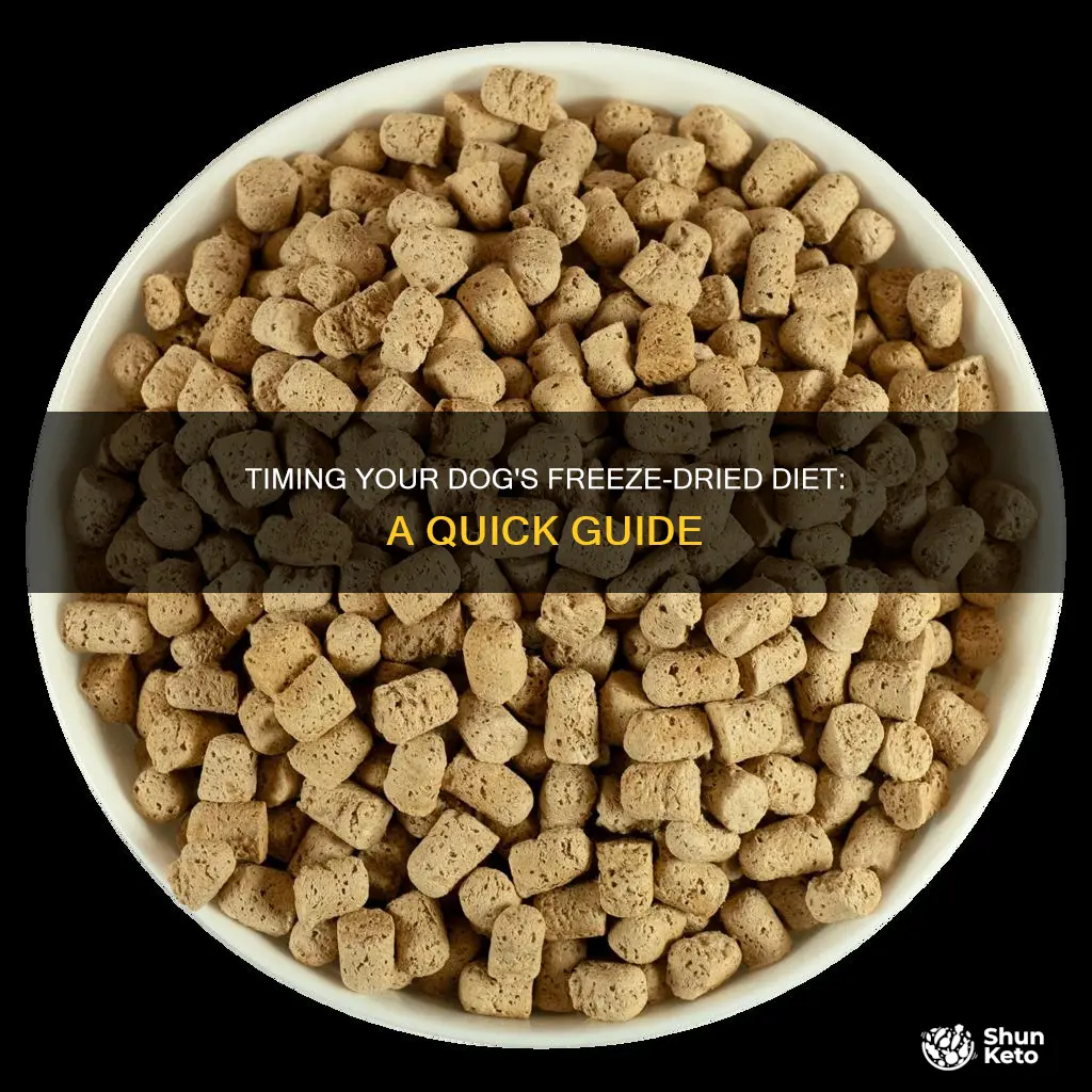 how do you time your dogs freeze dried diet
