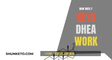 Understanding 7-Keto DHEA: How Does It Work?