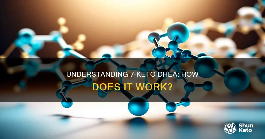 how does 7 keto dhea work