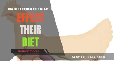 Chicken Digestive Systems: Diet's Critical Role