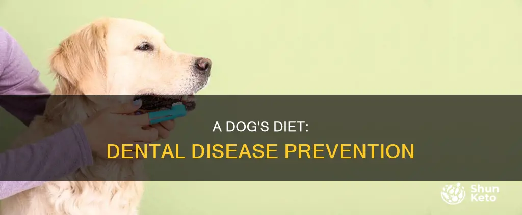 how does a dogs diet prevent dental disease