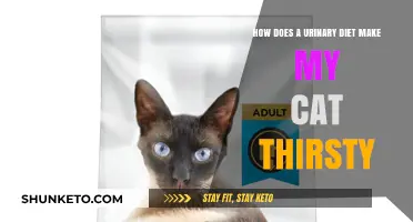 Urinary Diet and Cat Thirst: What's the Connection?