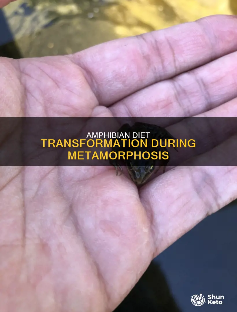 how does an amphibians diet change during metamorphises