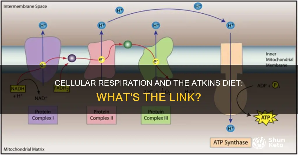 how does cellular resperation relae to atkins diet