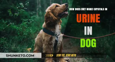 Diet's Role in Dog Urine Crystals