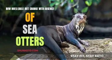 Eagle Diet Changes: No Sea Otters, Now What?