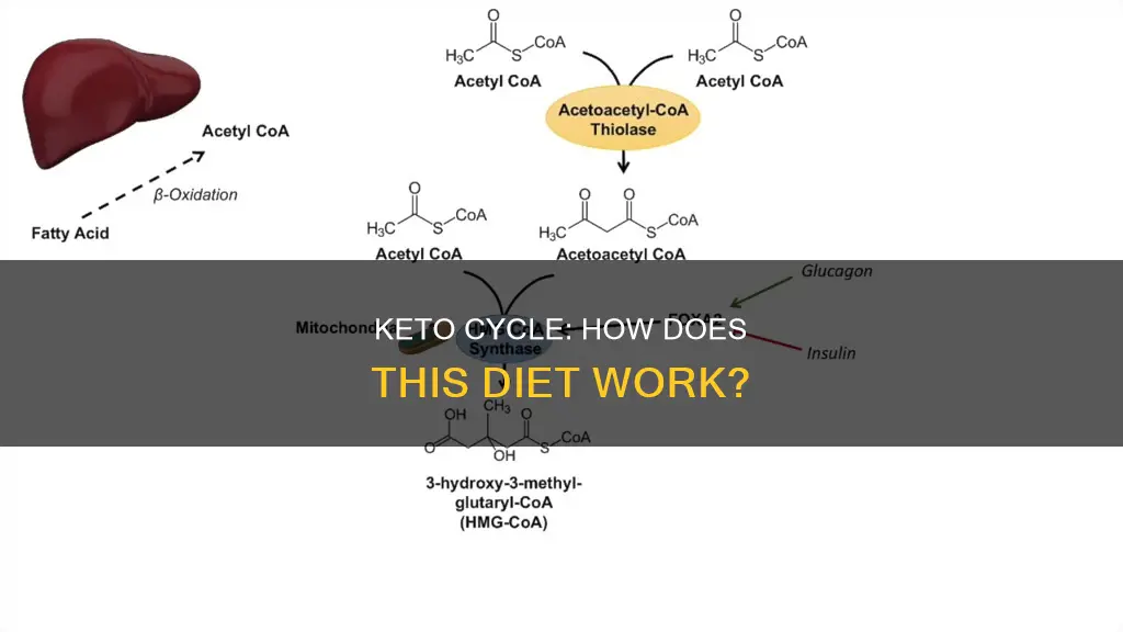 how does keto cycle work