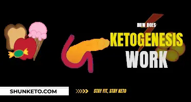 Understanding Ketogenesis: How Does It Work?