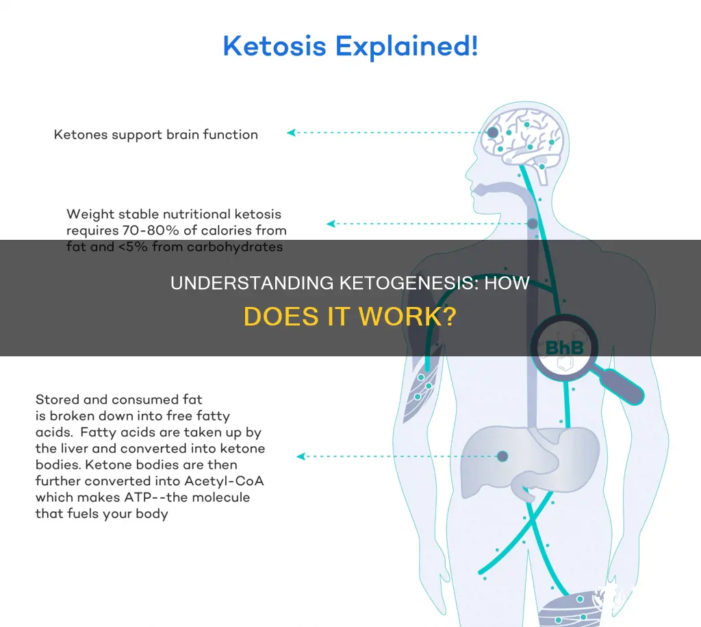 how does ketogenesis work