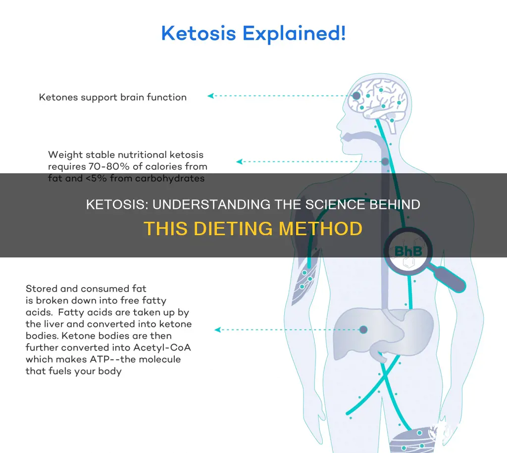 how does ketosis work