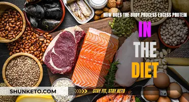 Protein Processing: How Does the Body Handle Excess?